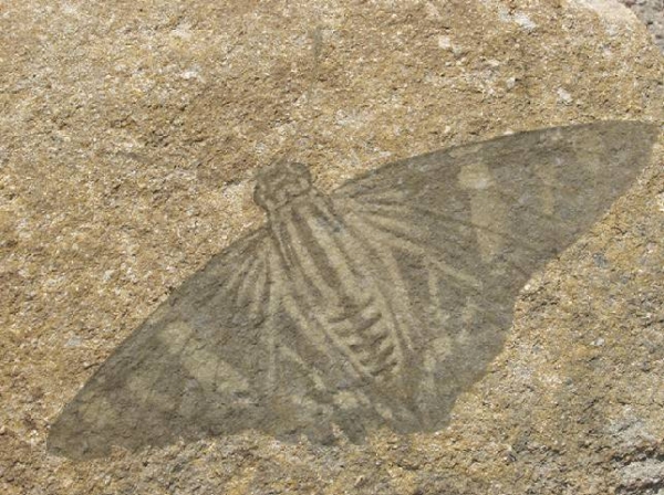 Creation of Moth Fossil: Step 2